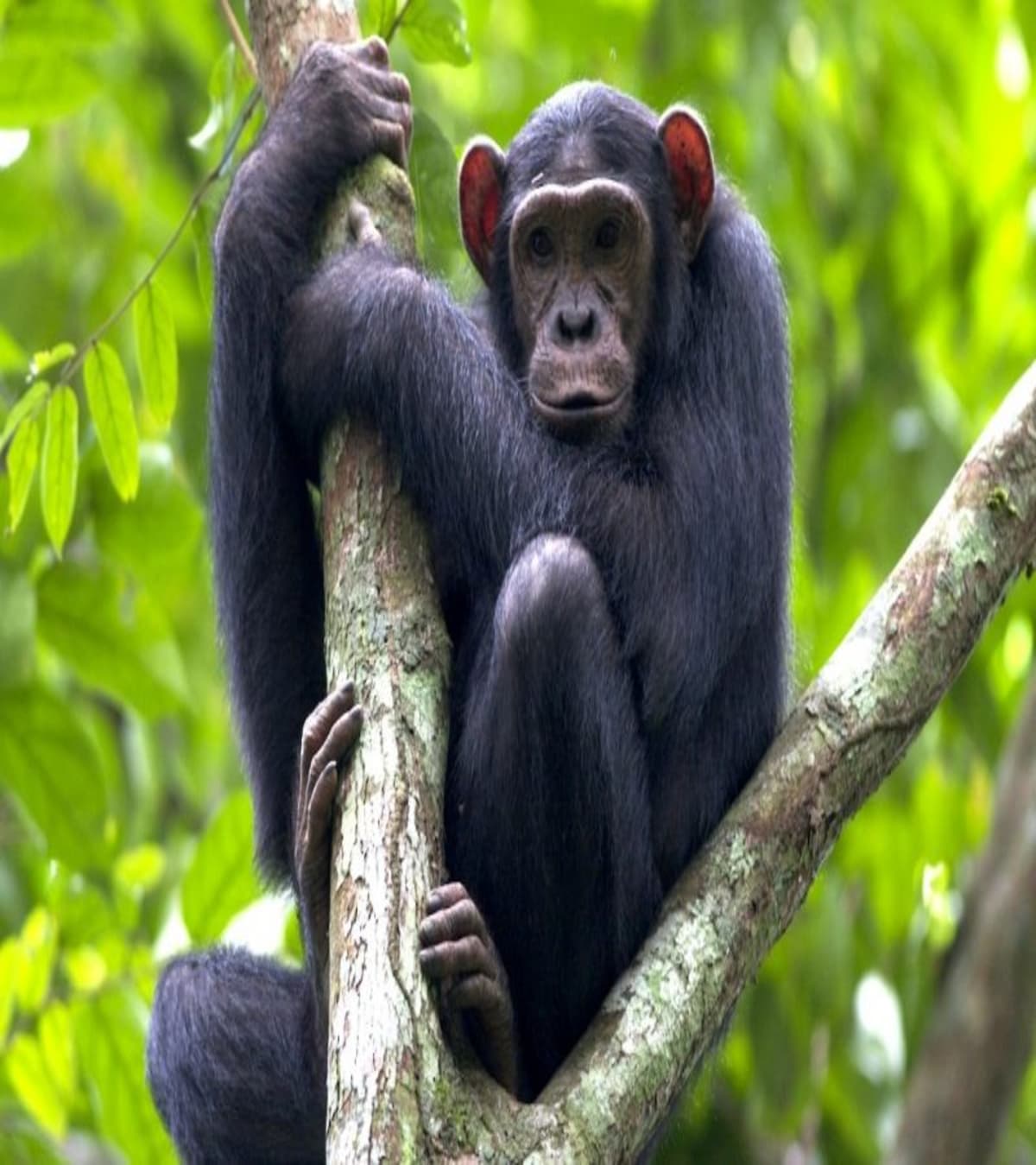 6 DAYS CULTURE,NATURE AND WILDLIFE BURUNDI TOUR