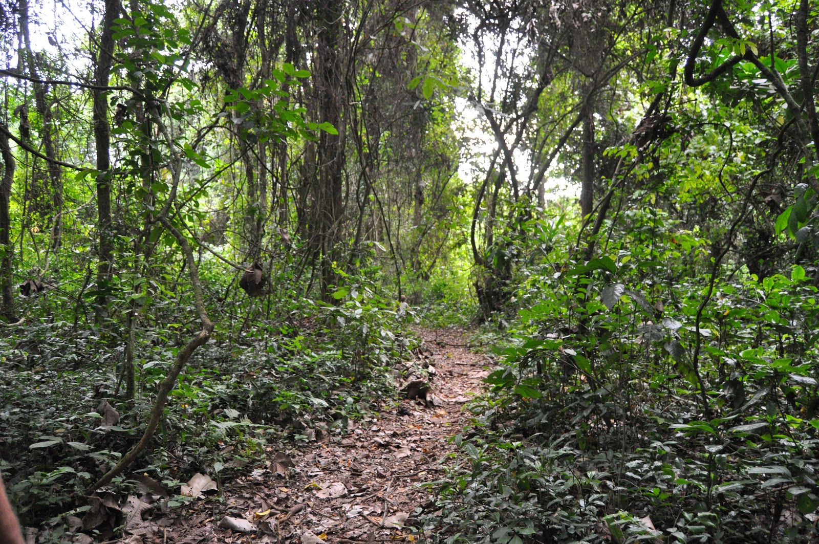 Protected area of Kigwena